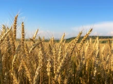 Пълен абсурд: Откраднаха 700 кг жито от възрастен мъж в Разградско