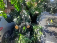 Дърво смаза три коли в Пловдив