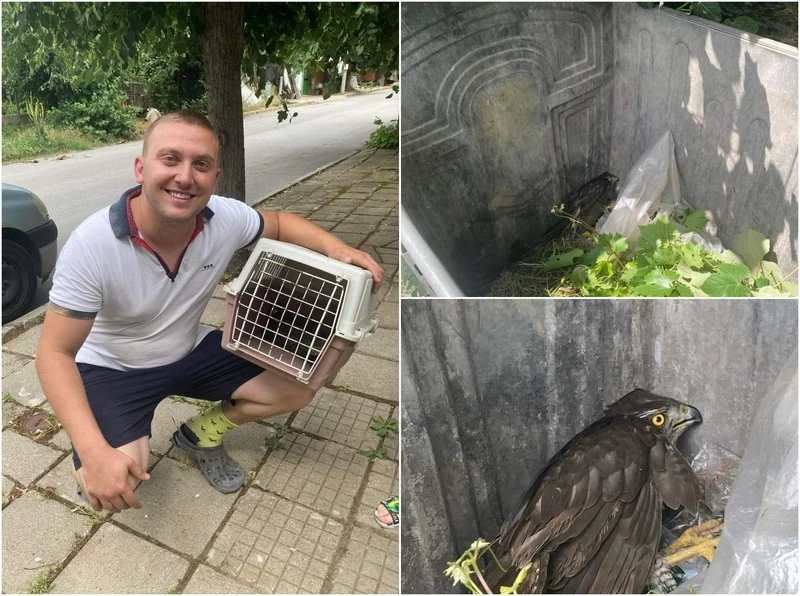 Кмет на благоевградско село спаси ястреб