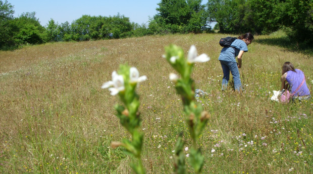 Растението очанка  Euphrasia officinalis е известно като натурален лек при възпаления и