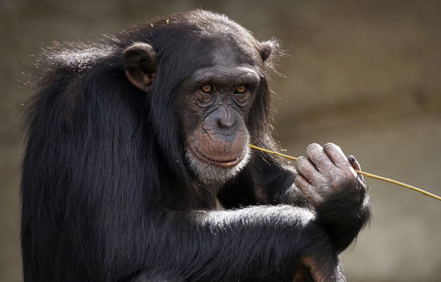 Световният ден на шимпанзетата не е просто празник Това е