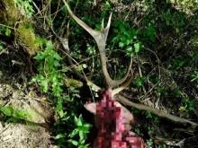Зловещо като във филм на ужасите: Намериха останки от трупове на диви животни в Шуменско