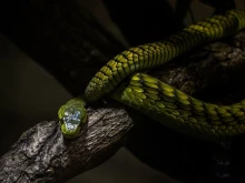 �������� ��� �� ������: �����, ����� ������ �� ������