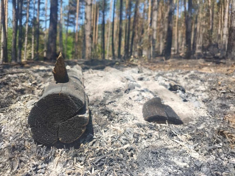 Напълно локализиран е пожарът в Осоговска планина