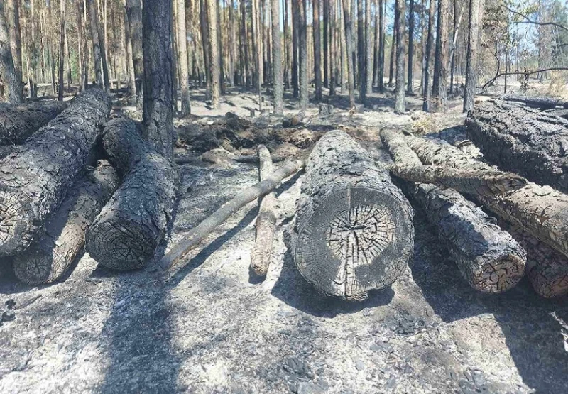 Ликвидиран е пожарът в Осоговска планина