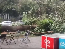 Голямо дърво падна до магазин в центъра на Пловдив
