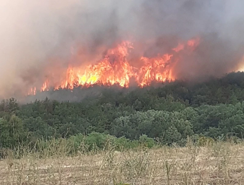 595 дка гори в Северна централна България са унищожени от пожари от началото на годината