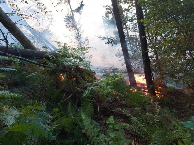 17 дка гора за изгорели при големия пожар между Баните и Ардино