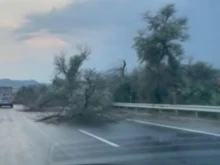 Движението на магистрала "Хемус" край Невша в посока Варна е затруднено заради паднали дървета