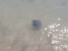 Не промивайте с чиста вода мястото, опарено от медуза