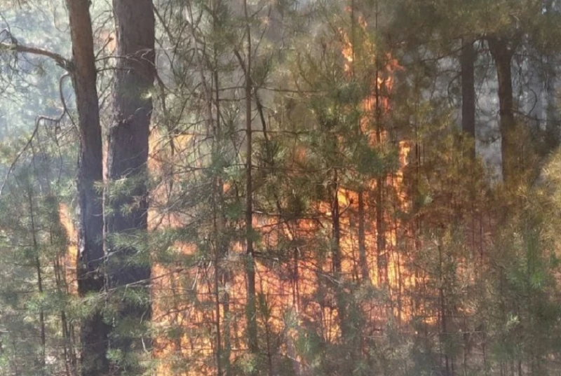 Пожар горя в гората над село Ресилово