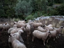 Опасно близо до България: Чума върлува по козите и овцете в Гърция