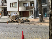 Успокоиха гражданин заради отрязано дърво