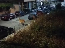Летовниците в Царево не очакваха да видят това по улиците