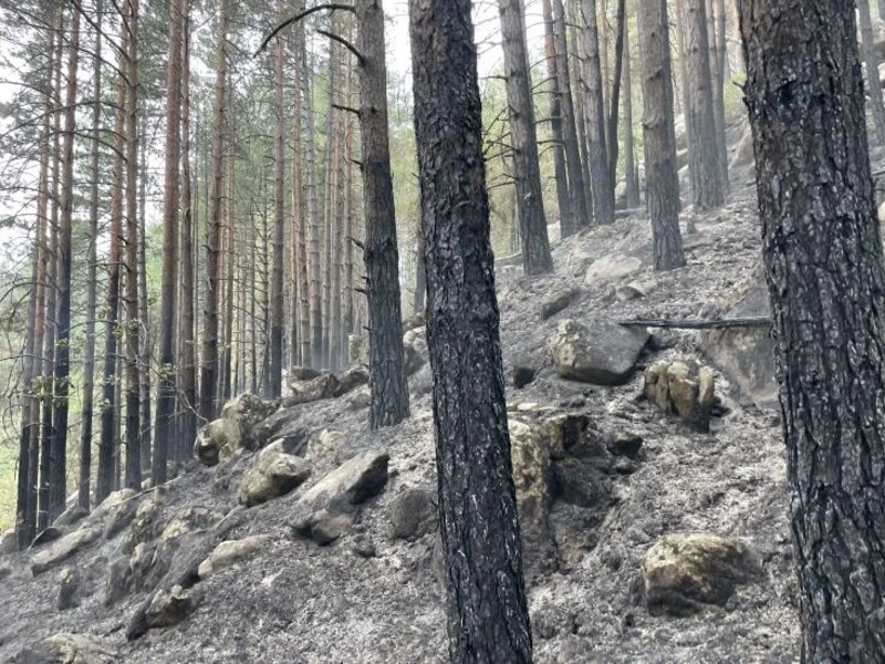 Пожарът над село Сенокос е потушен