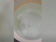 Oткриха паразит във водата в българско село