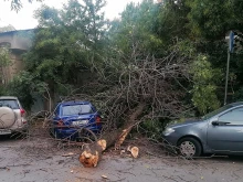 Дърво се стовари върху коли в Пловдив