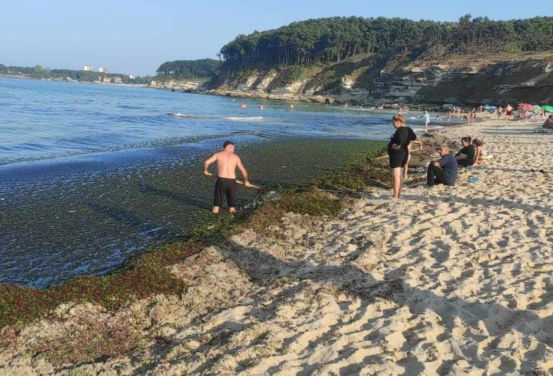 Морето се превърна в "зелена супа"