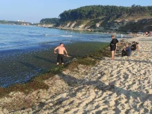Морето се превърна в "зелена супа"
