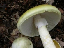 Пет грама от тези гъби, които се срещат в България, са достатъчни, за да причинят смърт на възрастен човек