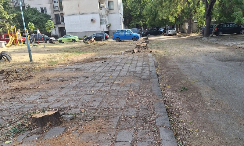 Читател: Режат дървета в Кючука! Кметът: Правим паркинг с компенсаторно залесяване