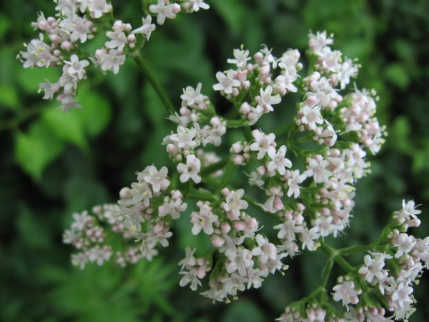 Лечебна дилянка  Valeriana officinalis още известно като валериана е вид тревисто растение от семейство Дилянкови  Valerianaceae Многогодишно тревисто растение с вертикално