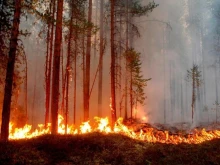 10 000 дка борова гора е горяла край чепеларското село Орехово, пожарът е локализиран