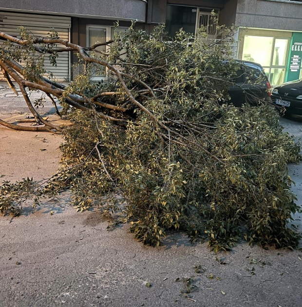 Тежко дърво се стовари на оживена улица във Варна разказа