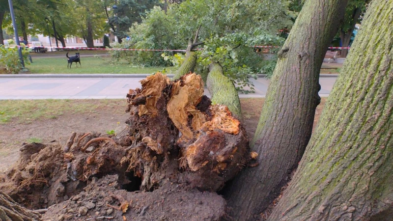 Огромно дърво се прекърши в центъра на Русе