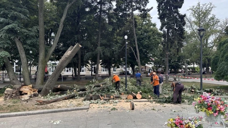 Премахват опасната липа в Градската градина на Русе