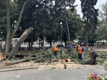 Премахват опасната липа в Градската градина на Русе