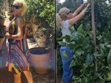 След почивката във Франция Гала прекопа доматите