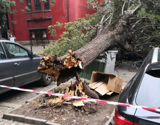 Огромно дърво падна на централна улица в София