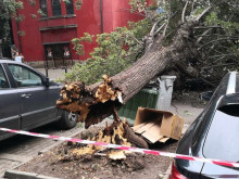 Огромно дърво падна на централна улица в София