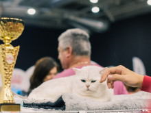 Котки от цял свят превземат Колодрума
