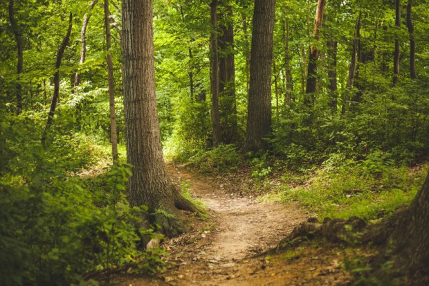 Световният съвет за горите Forest Stewardship Council FSC започва своята