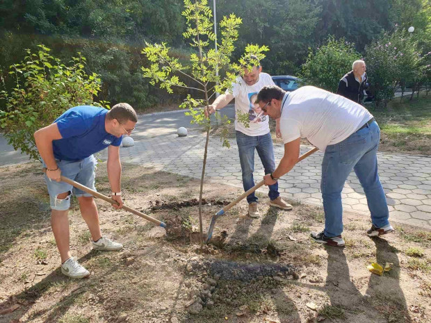 TD Десет явора и чинара засадиха днес в парк Розариума