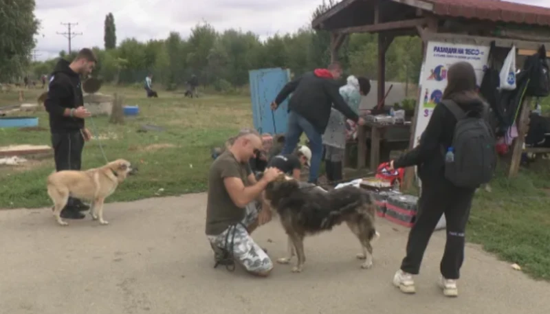 Промениха ли се потресаващите условия на живот в приютите в София?