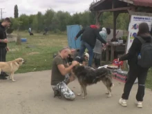 Промениха ли се потресаващите условия на живот в приютите в София?