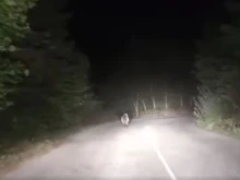 Мечка излезе на главeн път в Родопите