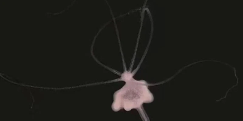 ������� ������ ��������, ����� ���� �� ������� ������� ����� �� ���