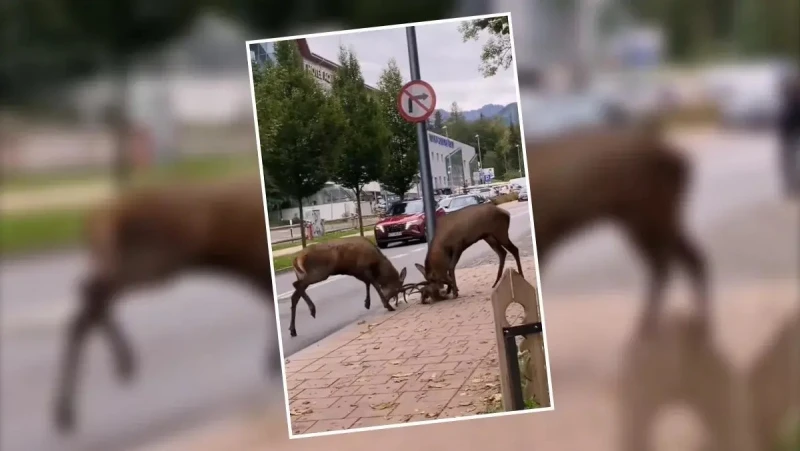 Елени се сбиха в центъра на полския град Закопане