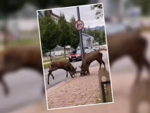 Елени се сбиха в центъра на полския град Закопане