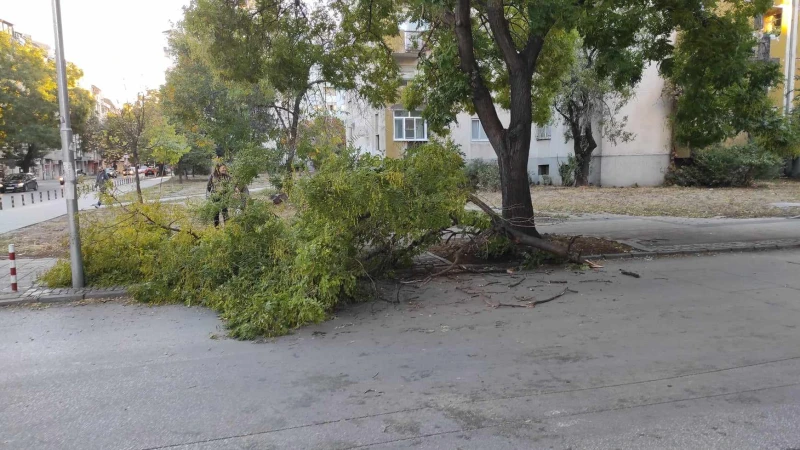 Огромен клон се стовари на оживена улица в "Каменица"