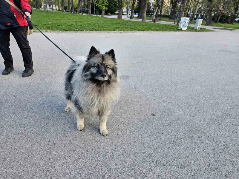 Ако живеете в София и имате куче, може да ви направят проверка, но не внезапна, има определен график