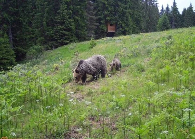 Родопско село пропищя от мечка