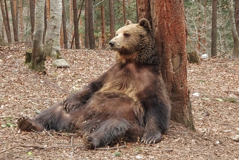 Почина мечокът Боби