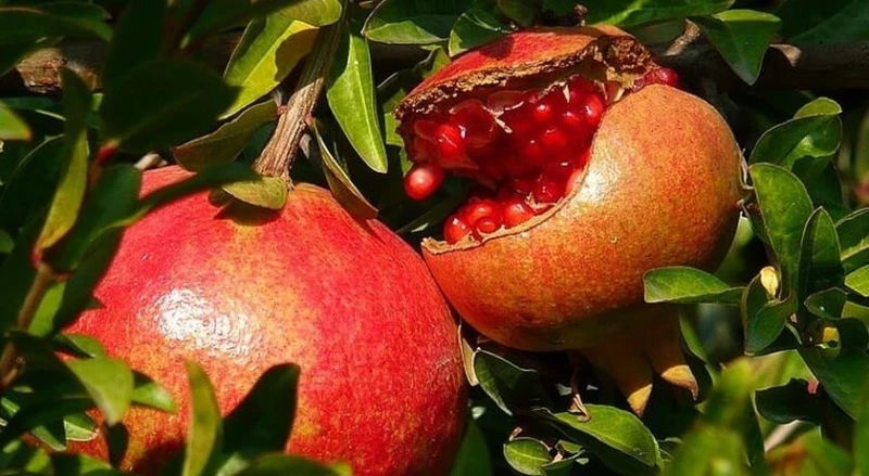 ���� ���� � �������� � ��������� �� �������� �� ��������