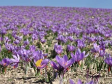 България в челната тройка по качество на най-скъпата подправка на планетата