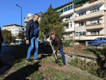 В Плевен започна засаждане на червен дъб